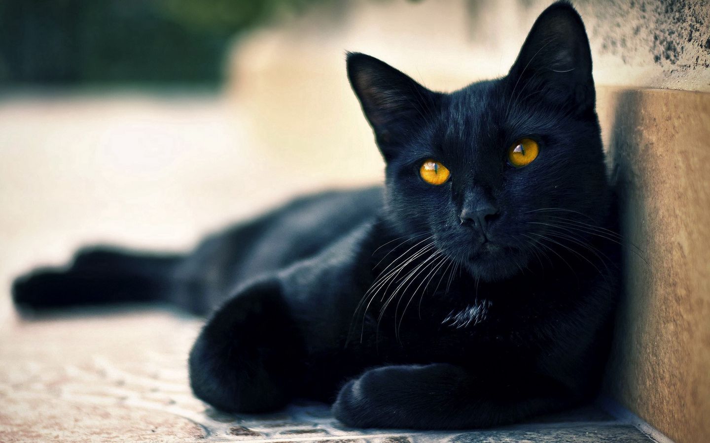 Черный Кот Фотографии