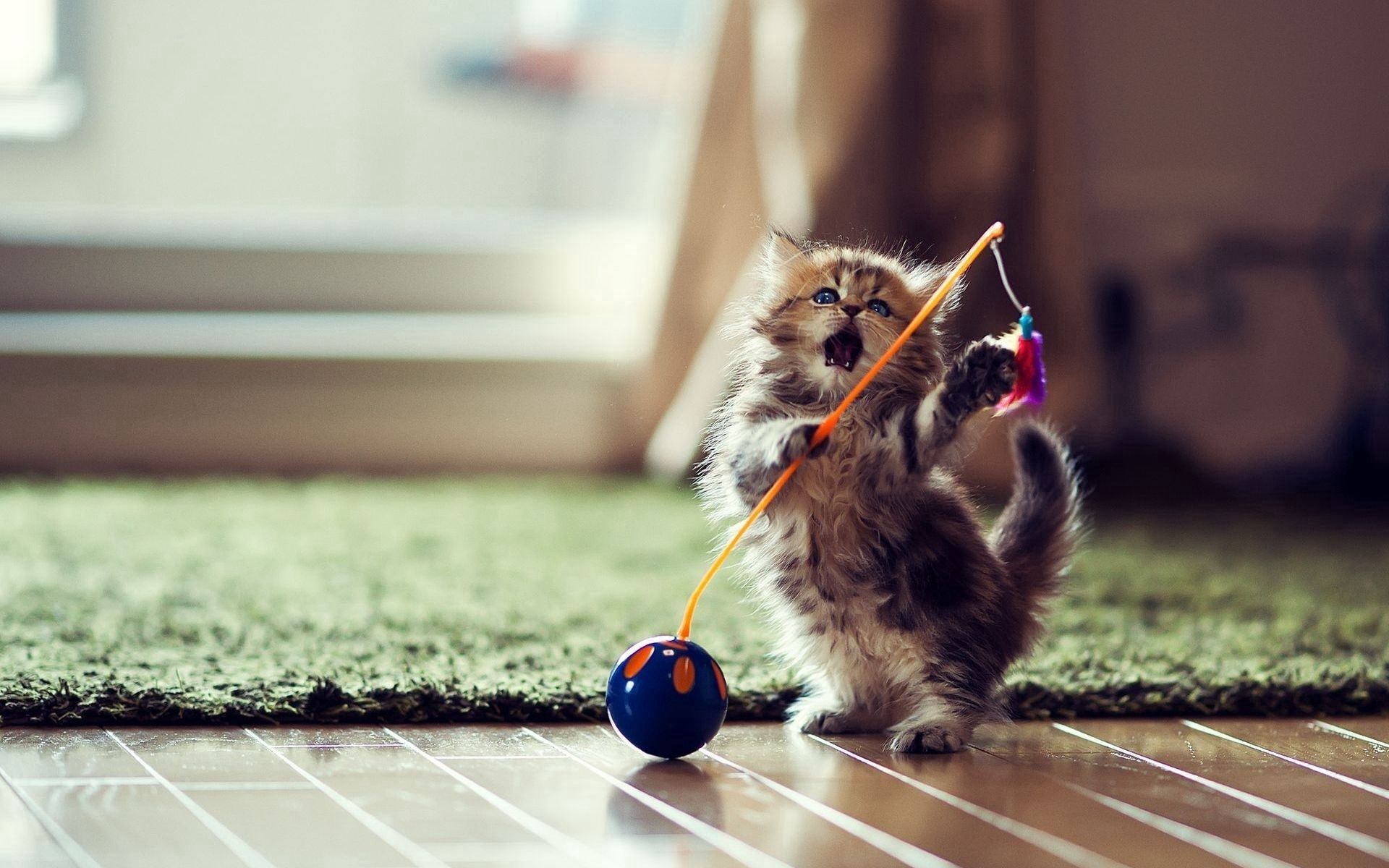 Training game cute kitten obeys