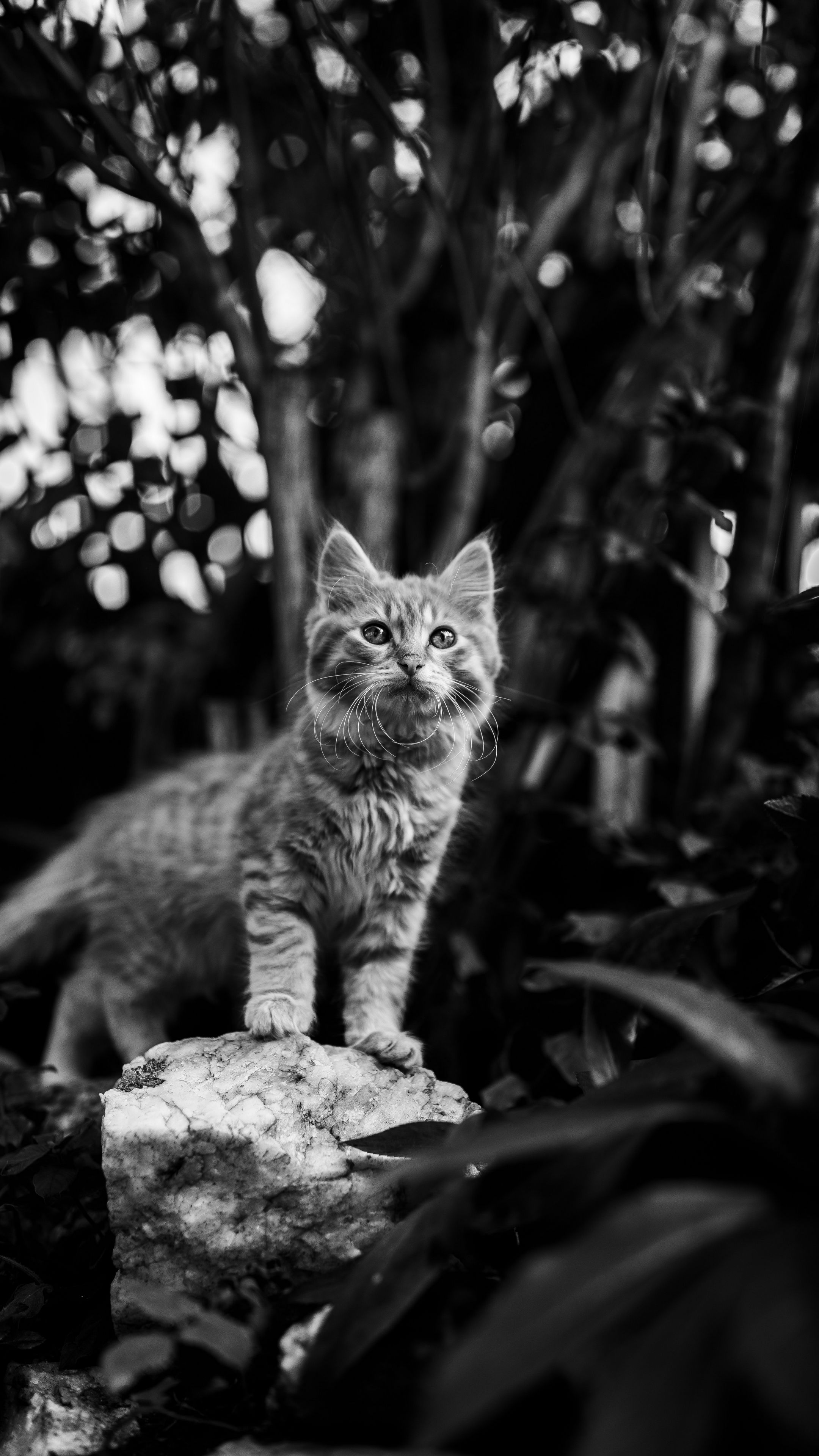 Котик чб