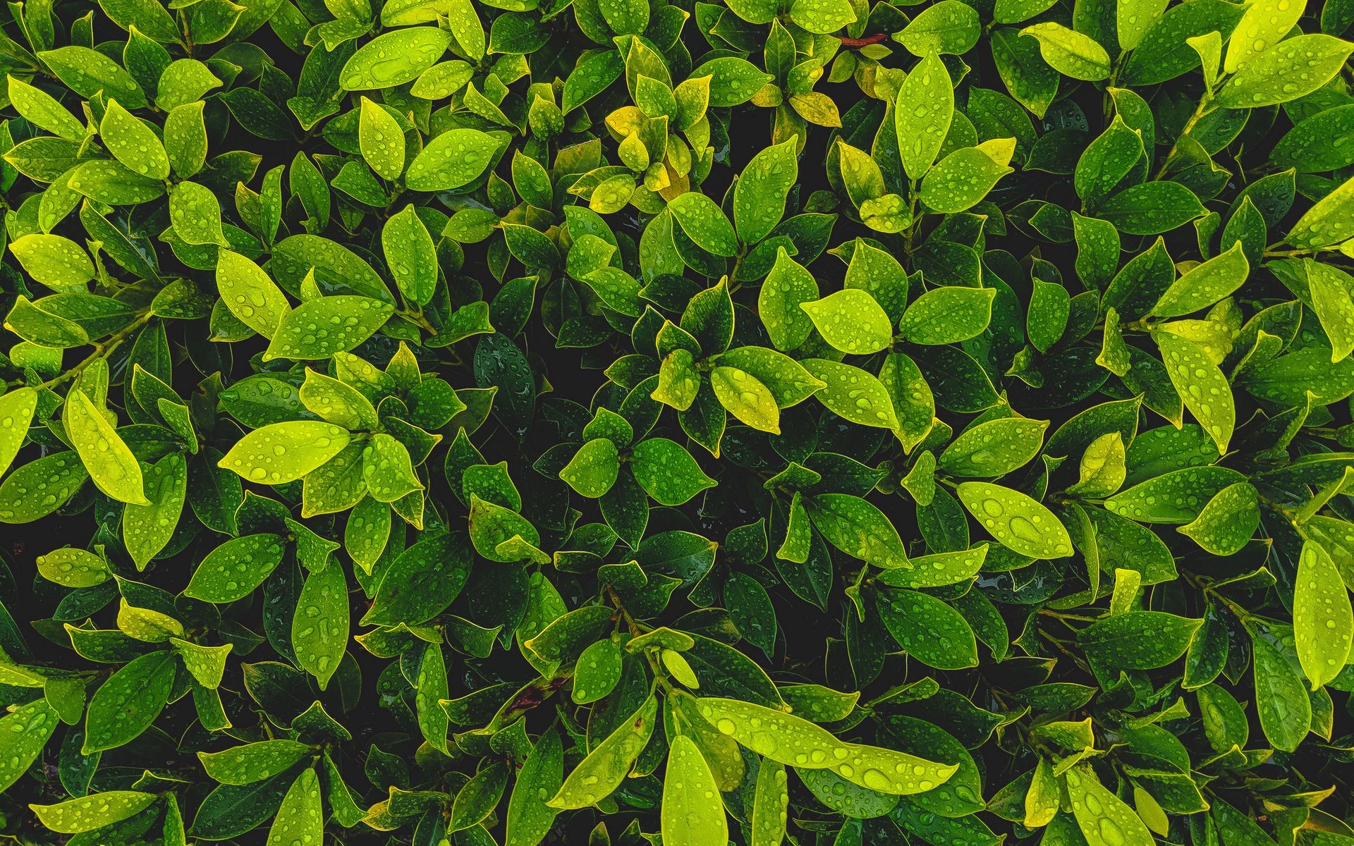 Обнаженная Зеленые Листья