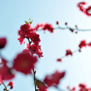 Превью обои абрикос японский, цветы, бутоны, ветки, розовый