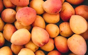 Превью обои абрикосы, фрукты, спелый, урожай