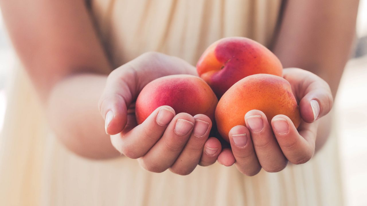 Обои абрикосы, фрукты, спелый, руки