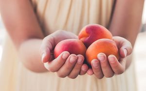 Превью обои абрикосы, фрукты, спелый, руки