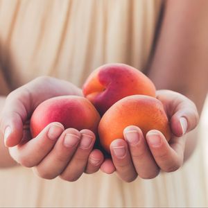 Превью обои абрикосы, фрукты, спелый, руки