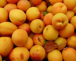 Превью обои абрикосы, фрукты, свежий, желтый
