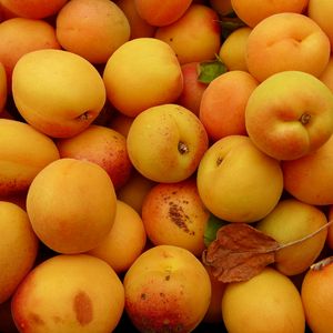 Превью обои абрикосы, фрукты, свежий, желтый