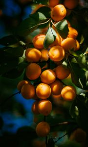 Превью обои абрикосы, фрукты, ветка