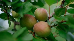 Превью обои абрикосы, фрукты, ветка, листья