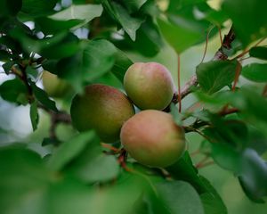 Превью обои абрикосы, фрукты, ветка, листья