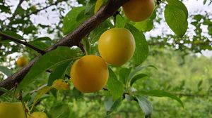 Превью обои абрикосы, фрукты, ветка, листья, макро