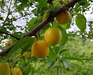 Превью обои абрикосы, фрукты, ветка, листья, макро