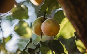Превью обои абрикосы, фрукты, желтый, ветка, листья