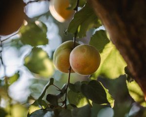 Превью обои абрикосы, фрукты, желтый, ветка, листья