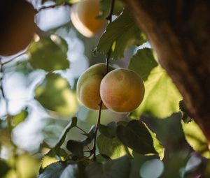 Превью обои абрикосы, фрукты, желтый, ветка, листья