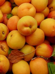 Превью обои абрикосы, фрукты, желтый, спелый, лето