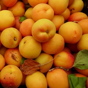 Превью обои абрикосы, фрукты, желтый, спелый, лето