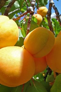 Превью обои абрикосы, ветка, урожай, спелые, фрукты