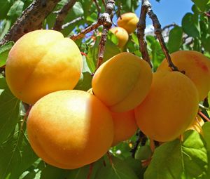 Превью обои абрикосы, ветка, урожай, спелые, фрукты