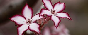 Превью обои adenium multiflorum, лилии, цветы, лепестки