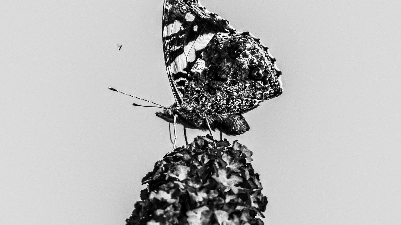 Обои адмирал, бабочка, цветок, макро, черно-белый
