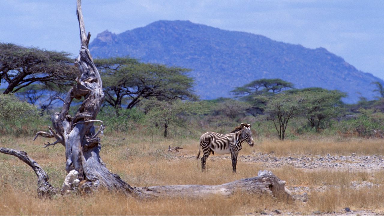 Обои африка, зебра, саванна, дерево, гора