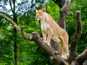 Превью обои африканская львица, хищник, большая кошка, дерево