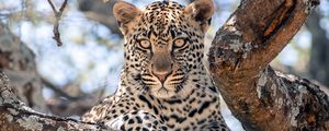 Превью обои африканский леопард, леопард, большая кошка, лапы, дерево
