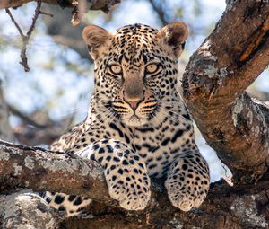 Превью обои африканский леопард, леопард, большая кошка, лапы, дерево