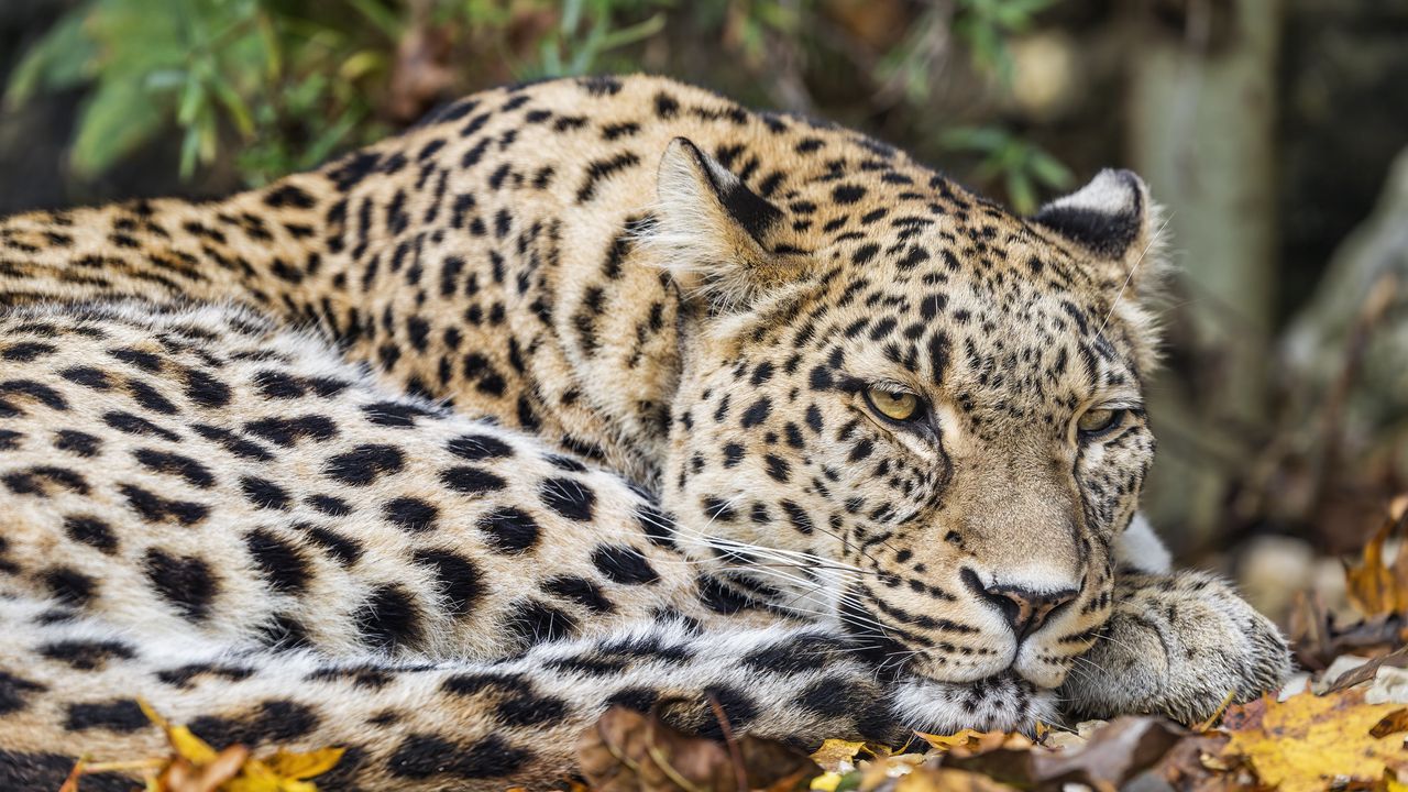 Обои африканский леопард, леопард, большая кошка, листья