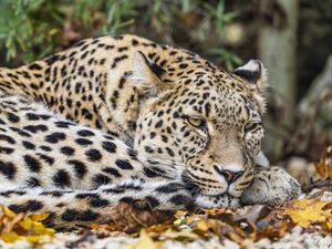 Превью обои африканский леопард, леопард, большая кошка, листья