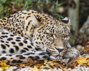 Превью обои африканский леопард, леопард, большая кошка, листья