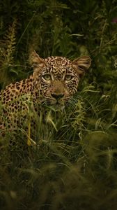 Превью обои африканский леопард, леопард, большая кошка, трава, дикий