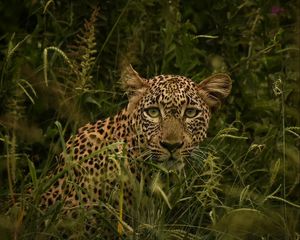 Превью обои африканский леопард, леопард, большая кошка, трава, дикий
