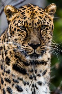 Превью обои африканский леопард, леопард, хищник, морда, большая кошка