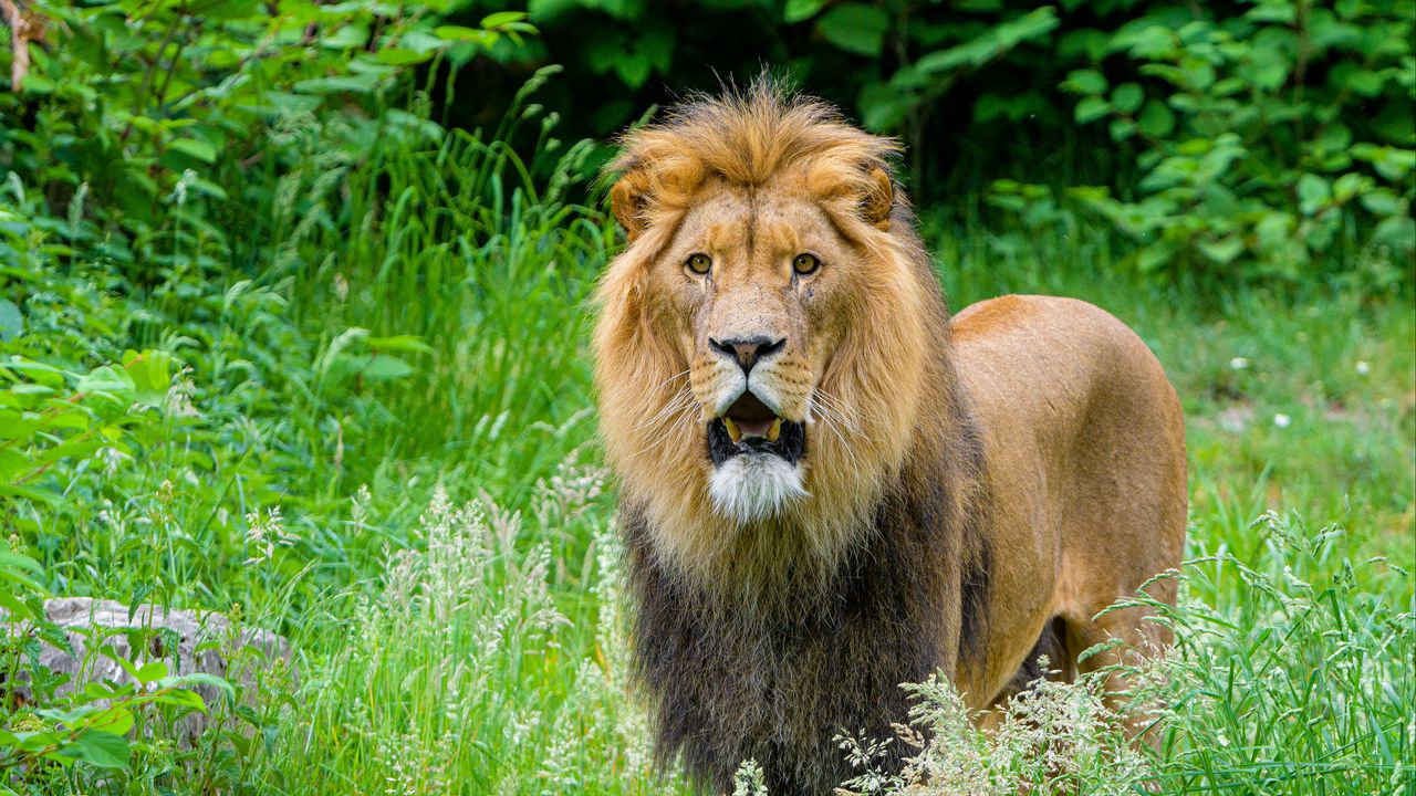Обои африканский лев, хищник, большая кошка, трава
