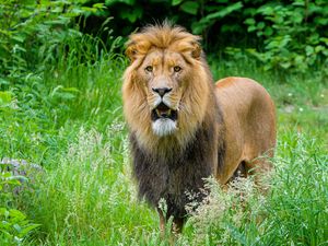 Превью обои африканский лев, хищник, большая кошка, трава