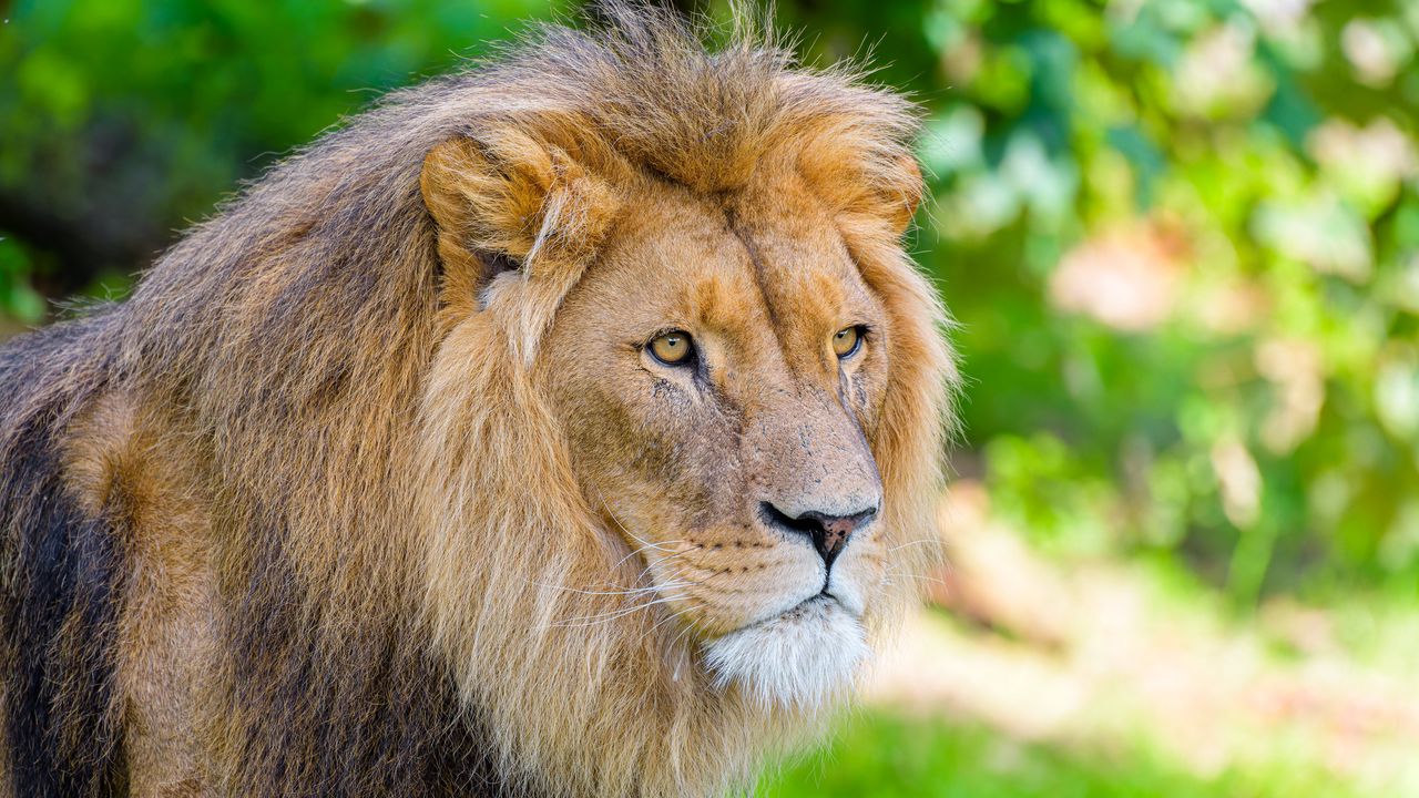 Обои африканский лев, лев, хищник, большая кошка, животное, дикая природа