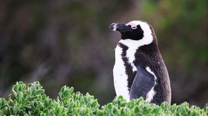 Превью обои африканский пингвин, пингвин, листья, растения