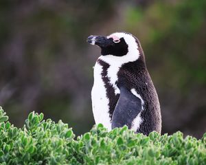 Превью обои африканский пингвин, пингвин, листья, растения