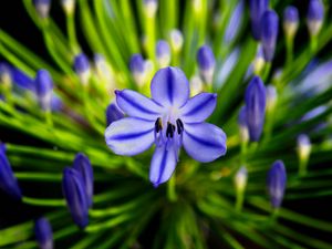 Превью обои агапантус, цветок, синий, макро, растение