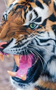 Превью обои агрессия, тигр, морда, хищник