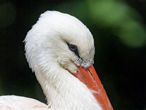 Превью обои аист, птица, клюв, перья