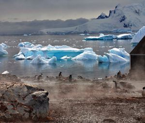 Превью обои айсберги, антарктида, белые, глыбы, берег, пингвины, туман, домик