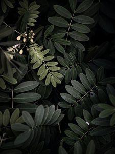 Превью обои акация, листья, куст, зеленый, темный