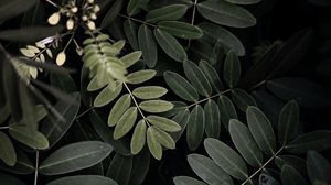 Превью обои акация, листья, куст, зеленый, темный