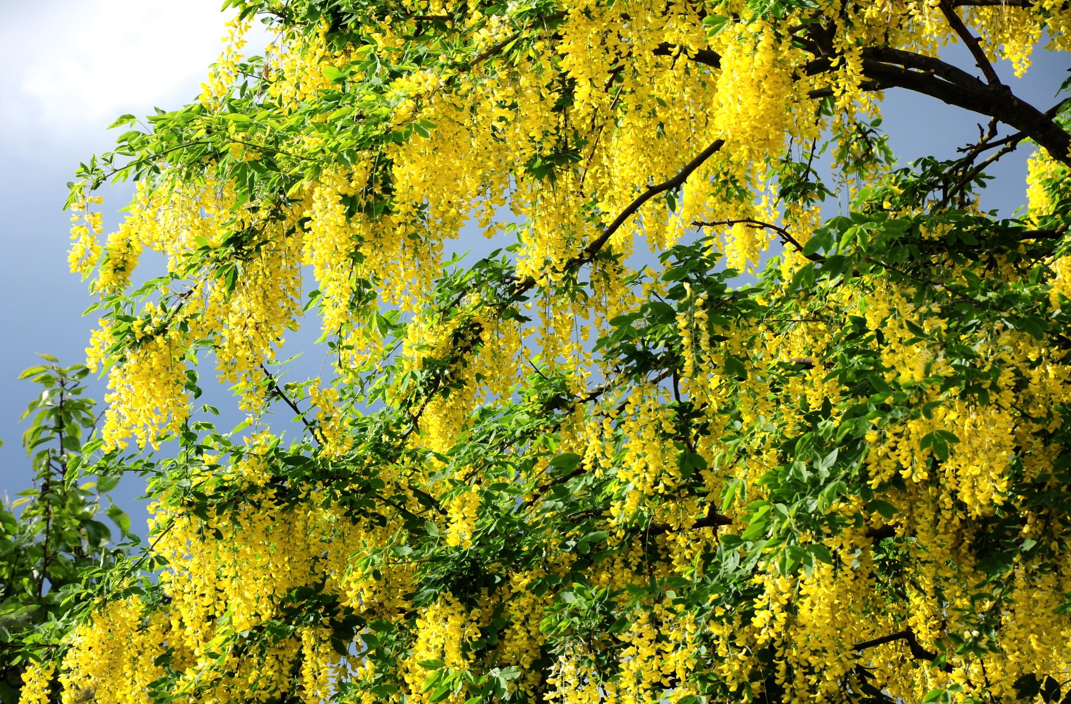 Акация дерево желтые листья