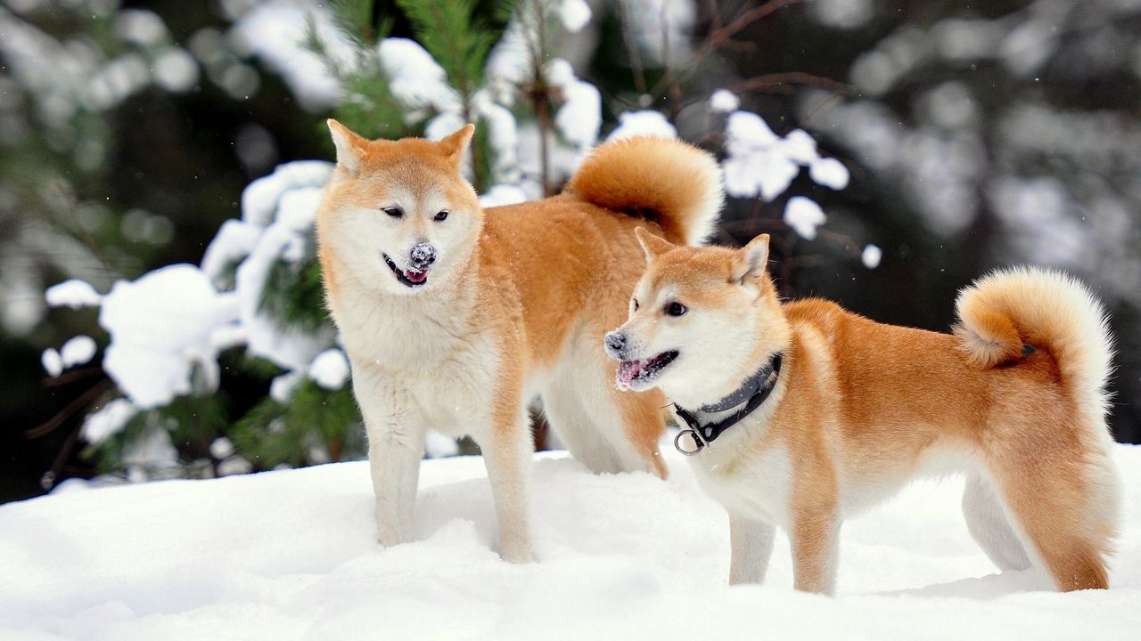 Обои акита-ину, собаки, снег, игривые