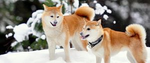 Превью обои акита-ину, собаки, снег, игривые