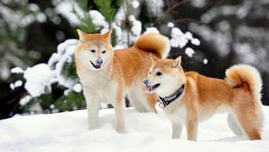 Превью обои акита-ину, собаки, снег, игривые
